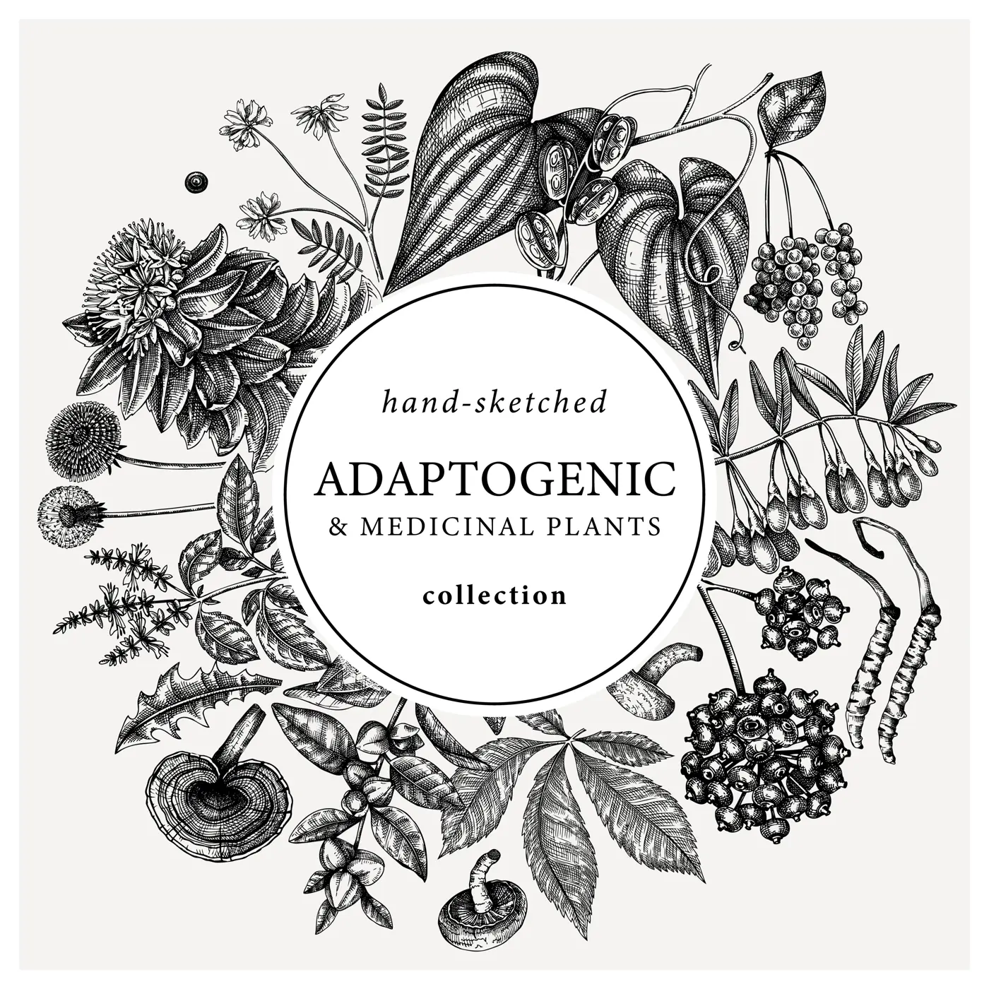 Adaptogenic plants round wreath. Hand-sketched medicinal herbs, weeds, berries, leaves frame design. Perfect for brands, label, packaging. Botanical illustration with adaptogenic plants Illustration
